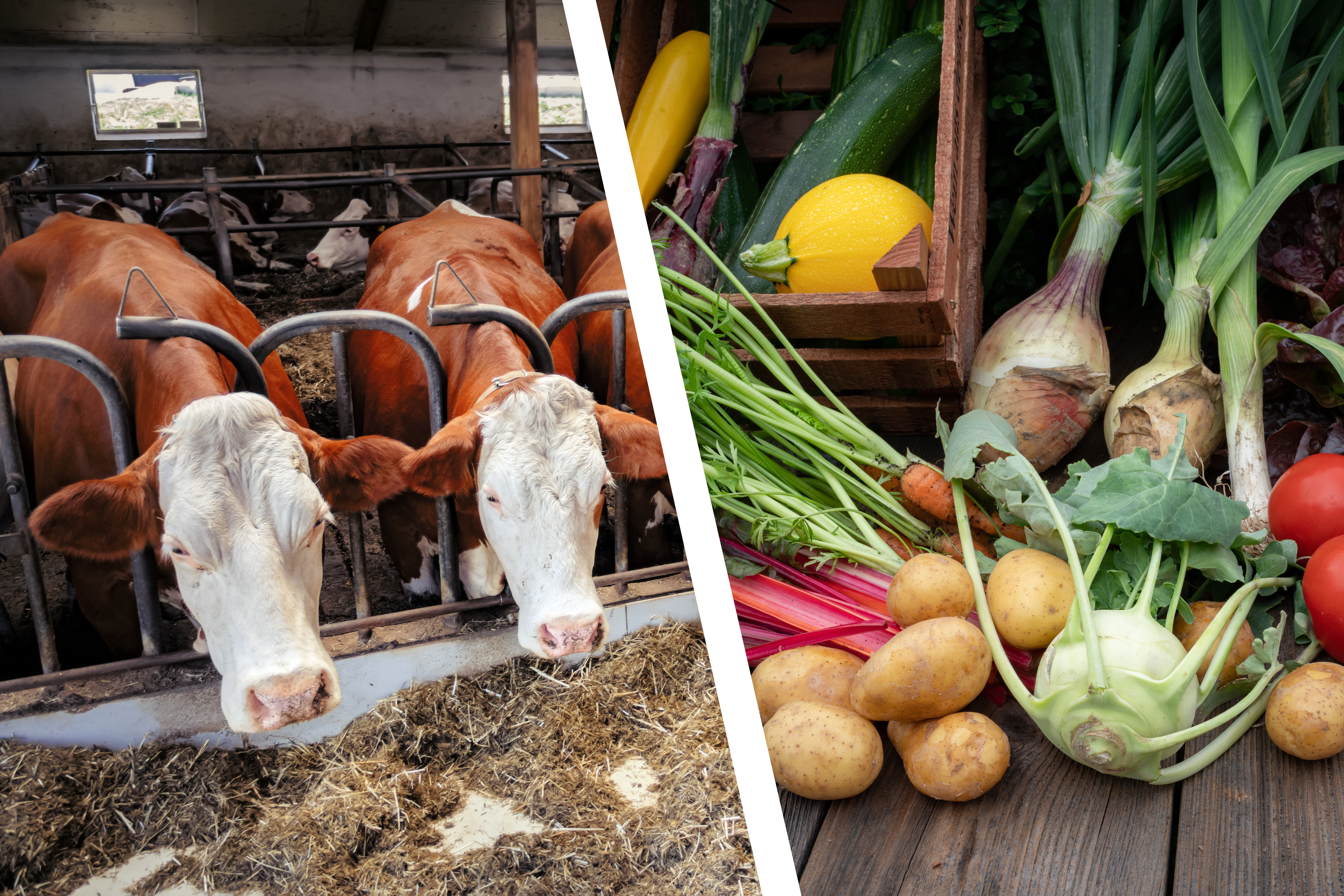 Screenshot Fragen und Antworten zu Tierhaltung und Ernährung Screenshot Fragen und Antworten zu Tierhaltung und Ernährung
